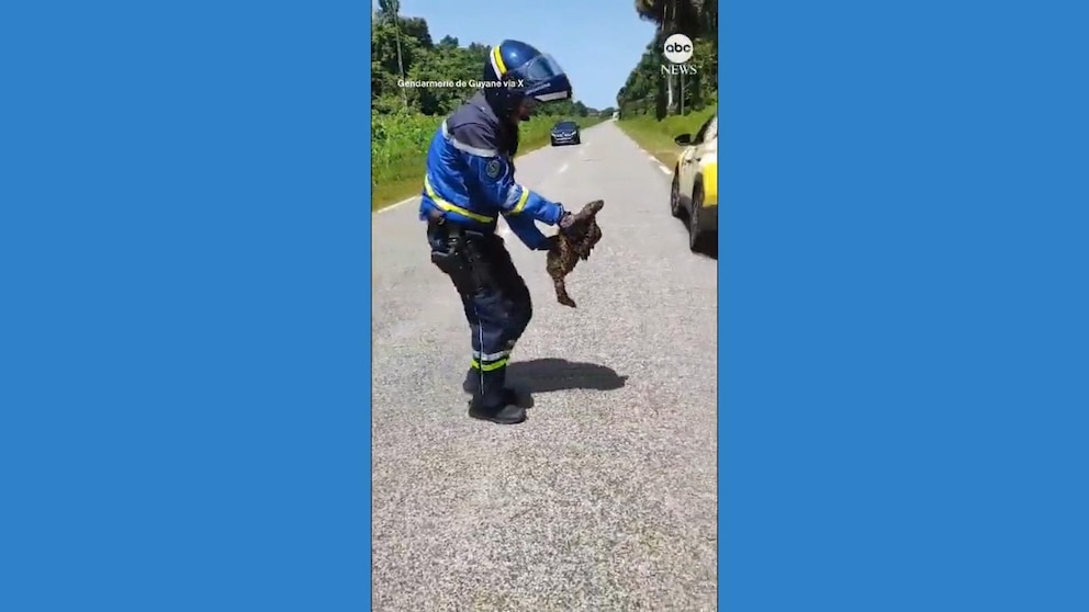 WATCH: Officer carries sloth to safety