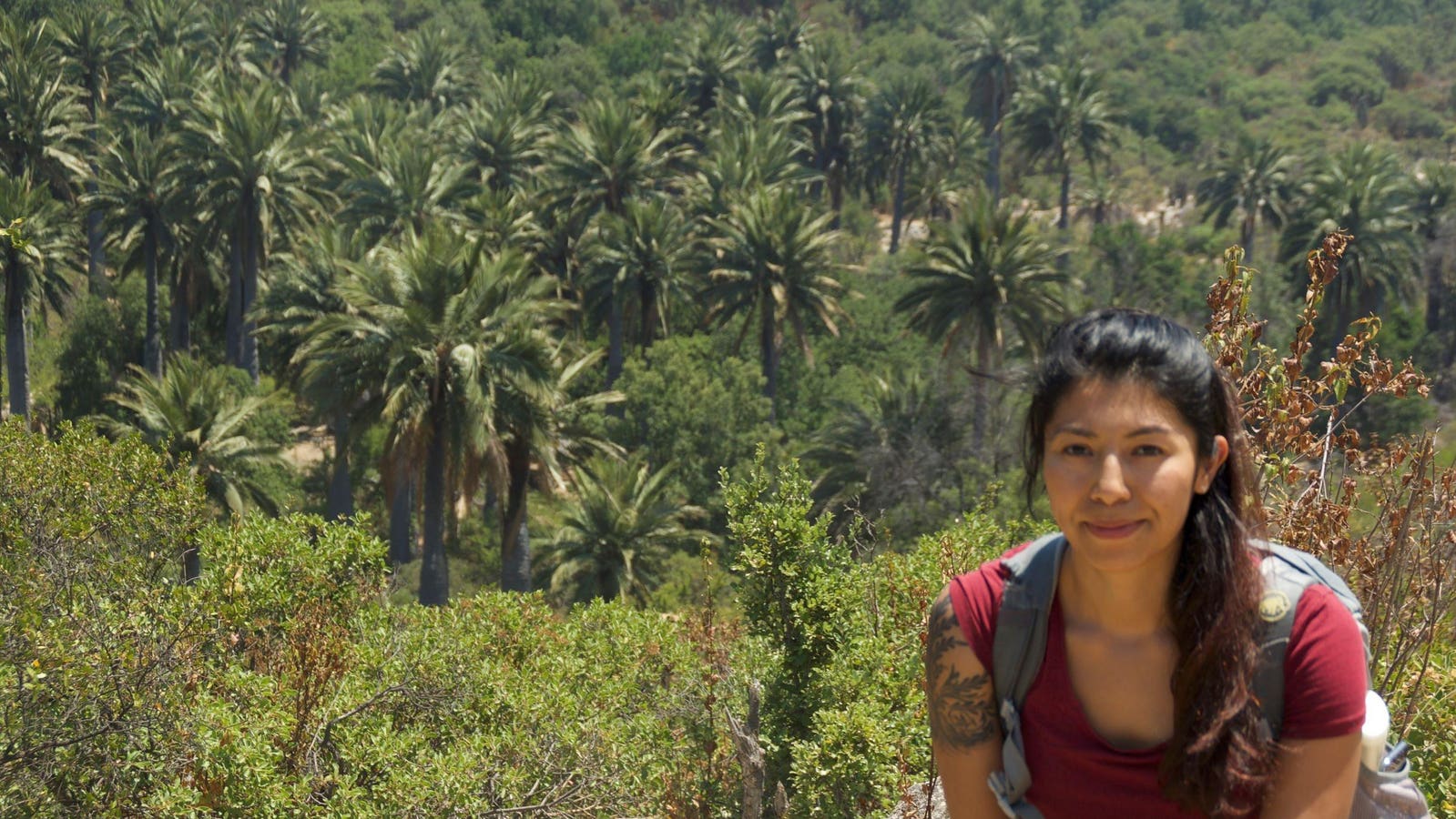 How Do Scientists Find Out Where Colombia’s Palm Trees Came From?