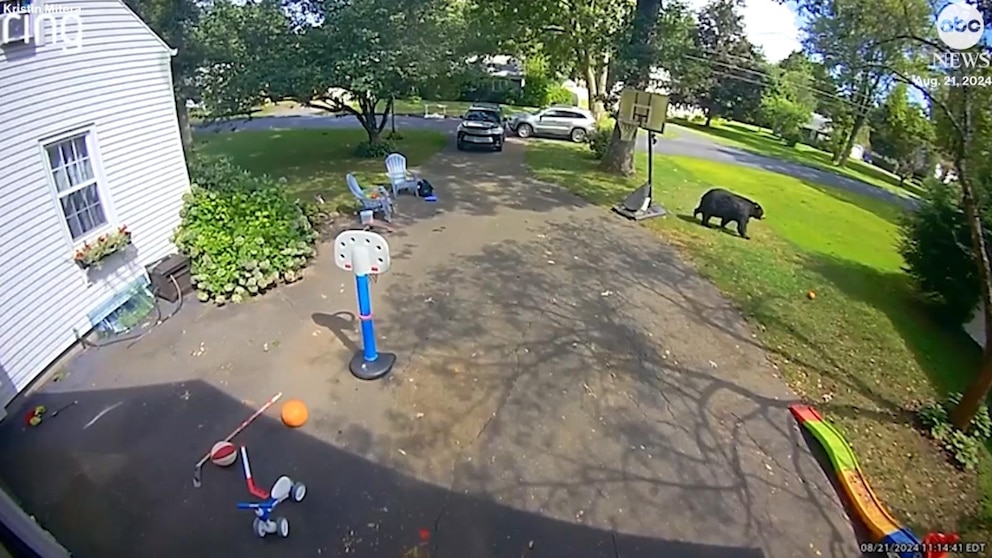 WATCH: Bear wanders yard while children play outside