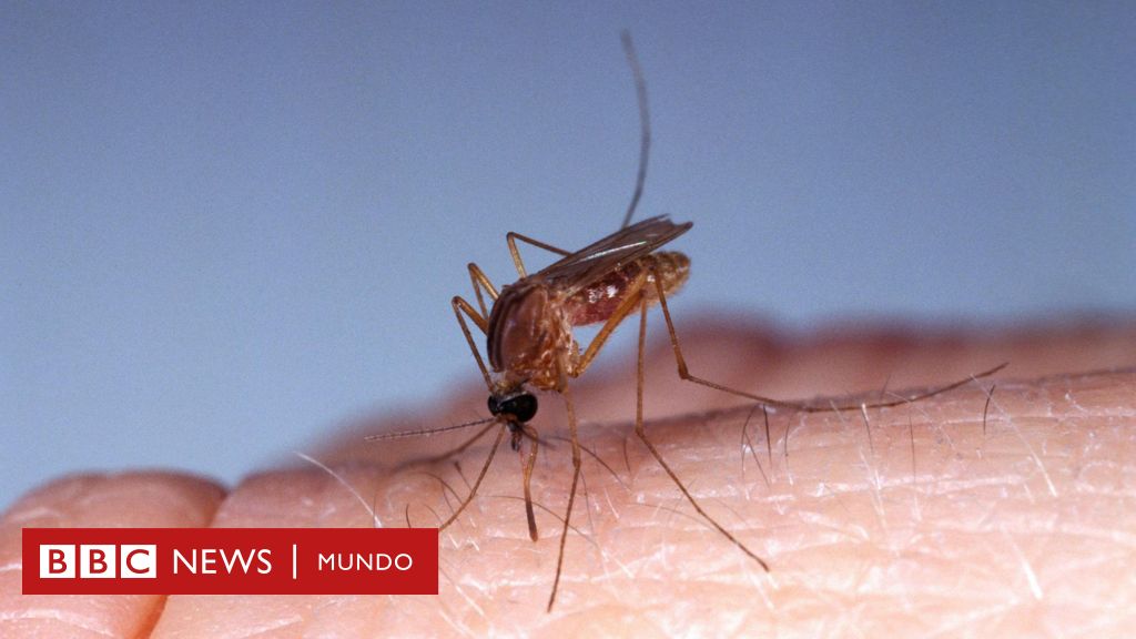 Qué es el oropouche, el virus detectado en América Latina para el que no existe vacuna