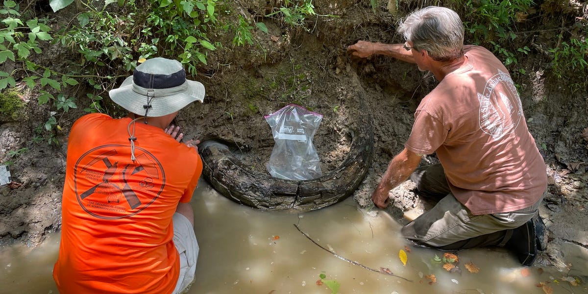 An amateur fossil hunter found a 7-foot-long mammoth tusk that's thousands of years old — take a look