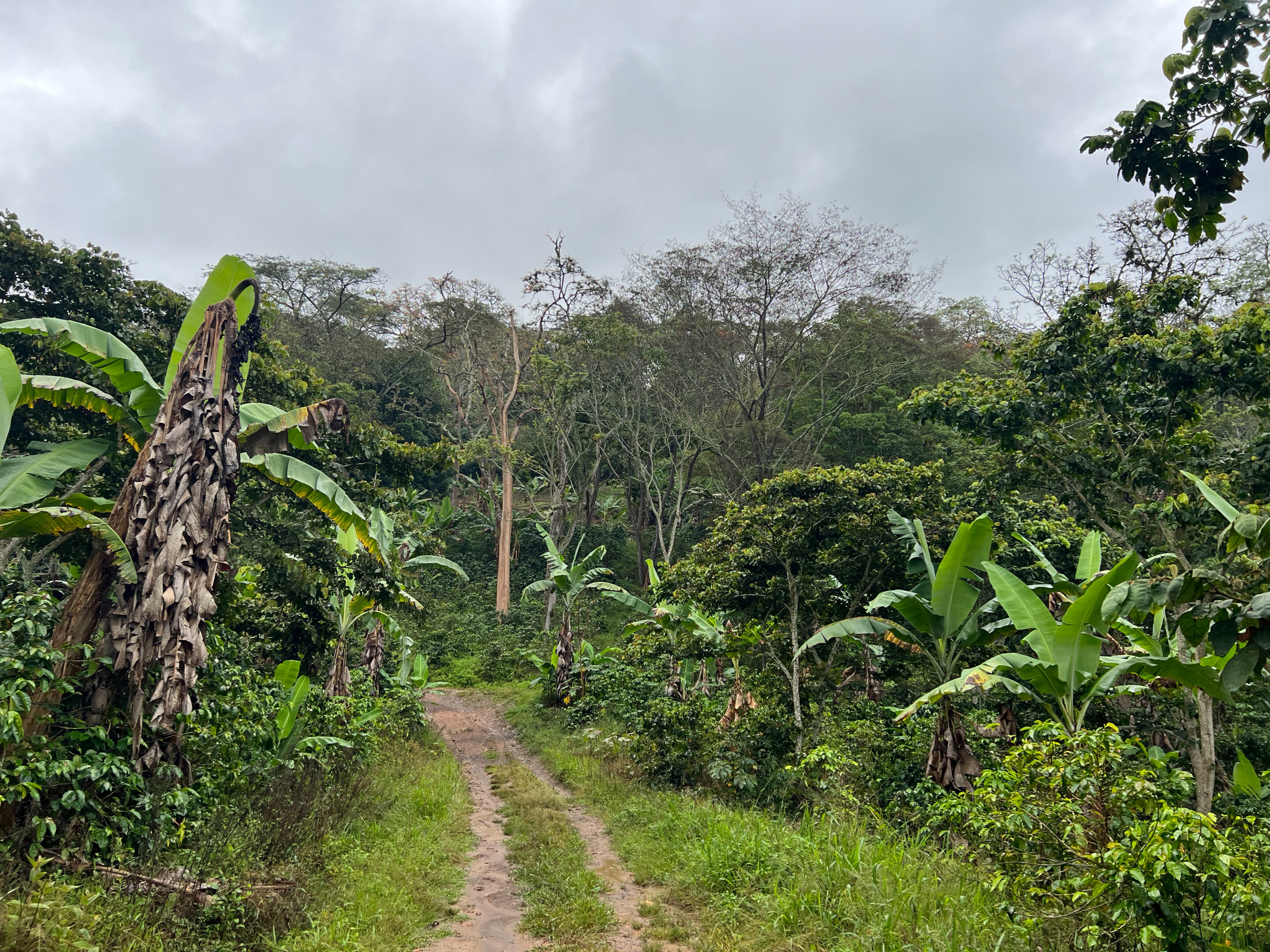 New research shows agricultural impacts on soil microbiome and fungal communities