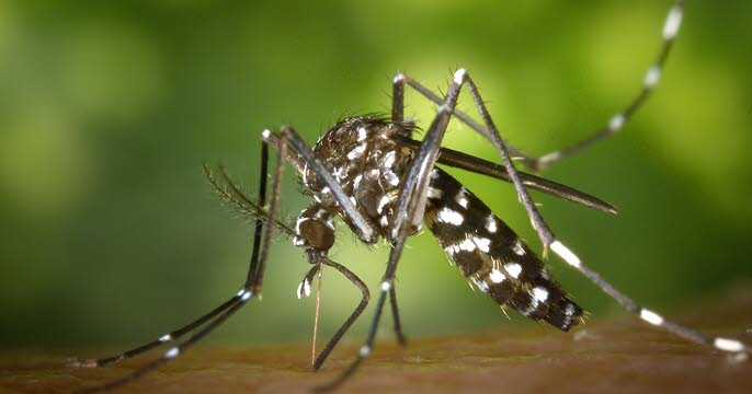 Isère. Opération de démoustication ce vendredi après le signalement d’un cas de dengue