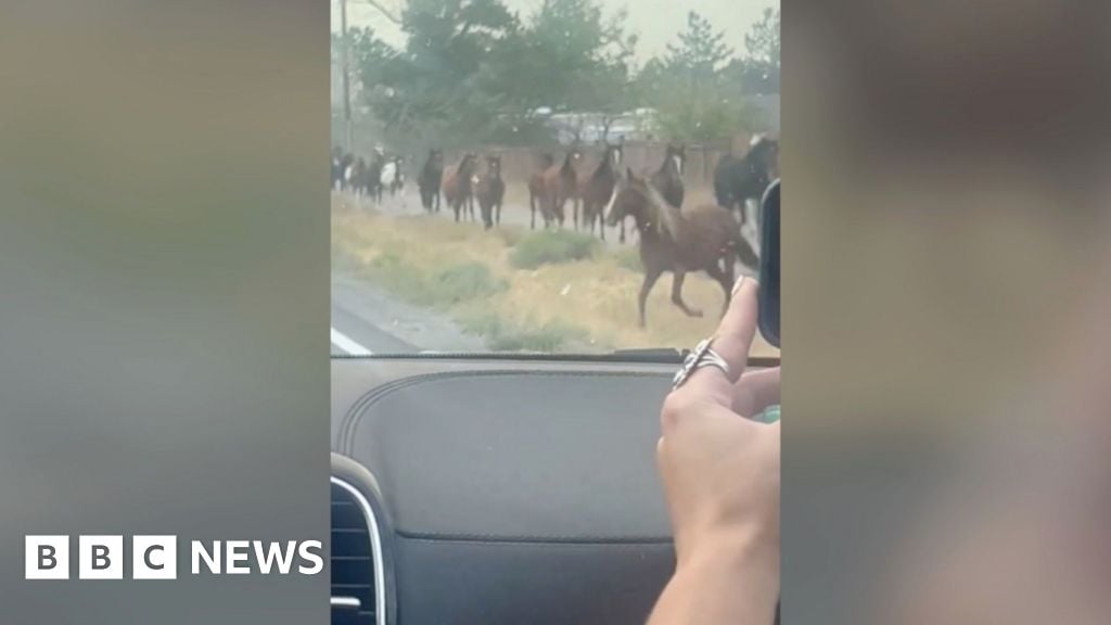 Wild horses seen escaping wildfires in Nevada