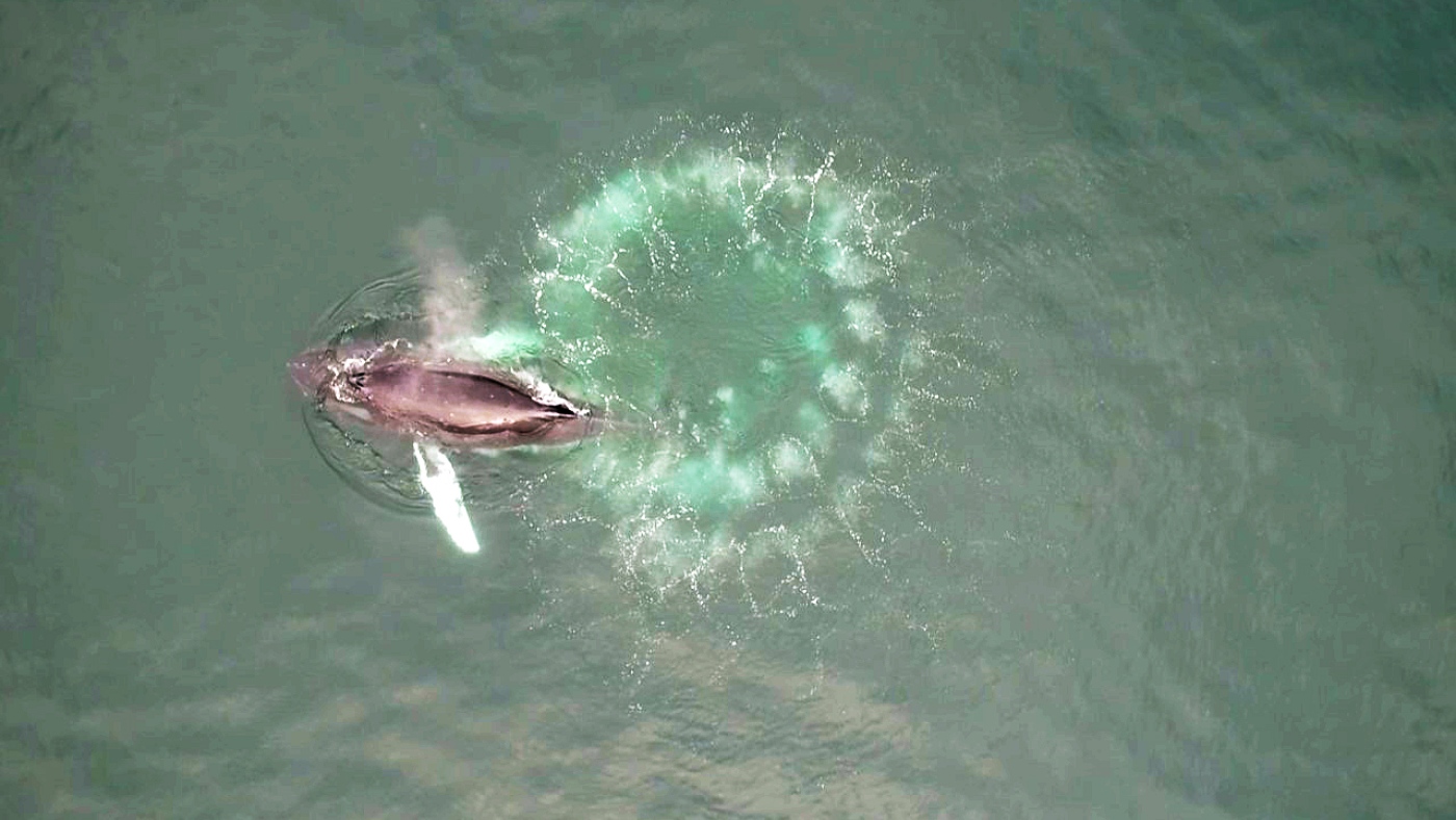 Humpback whales make custom fishing nets – out of bubbles