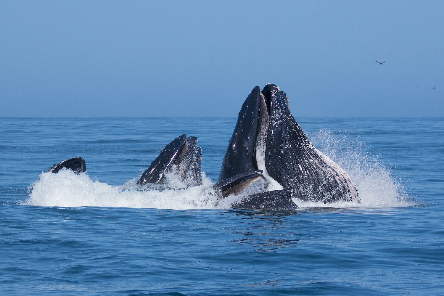 Humpback Whales’ Bubble Nets Are Way More Complicated Than You Think