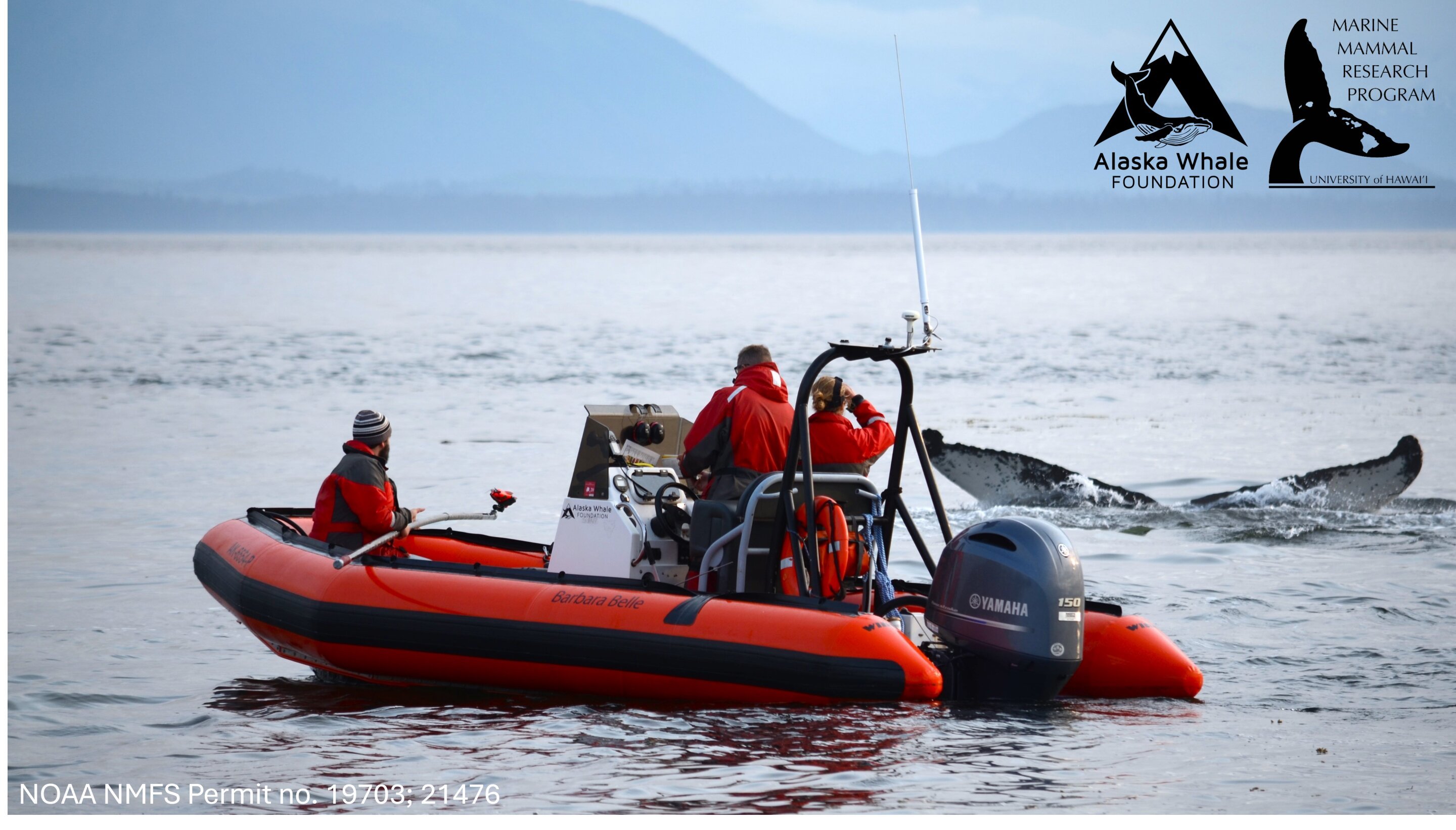 Humpbacks are among animals who manufacture and wield tools, researchers say