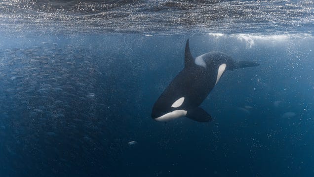 Killer Whales Use Yachts For ‘Target Practice’ As Attacks Resume