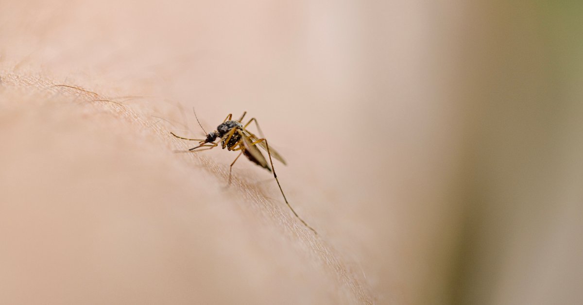 New Hampshire Resident Dies After Testing Positive for Mosquito-Borne Encephalitis Virus