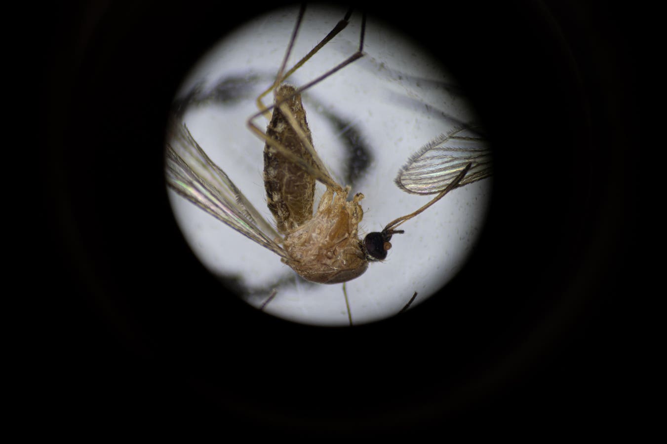 EEE Kills New Hampshire Resident—What To Know About The Rare, Deadly Mosquito-Borne Virus