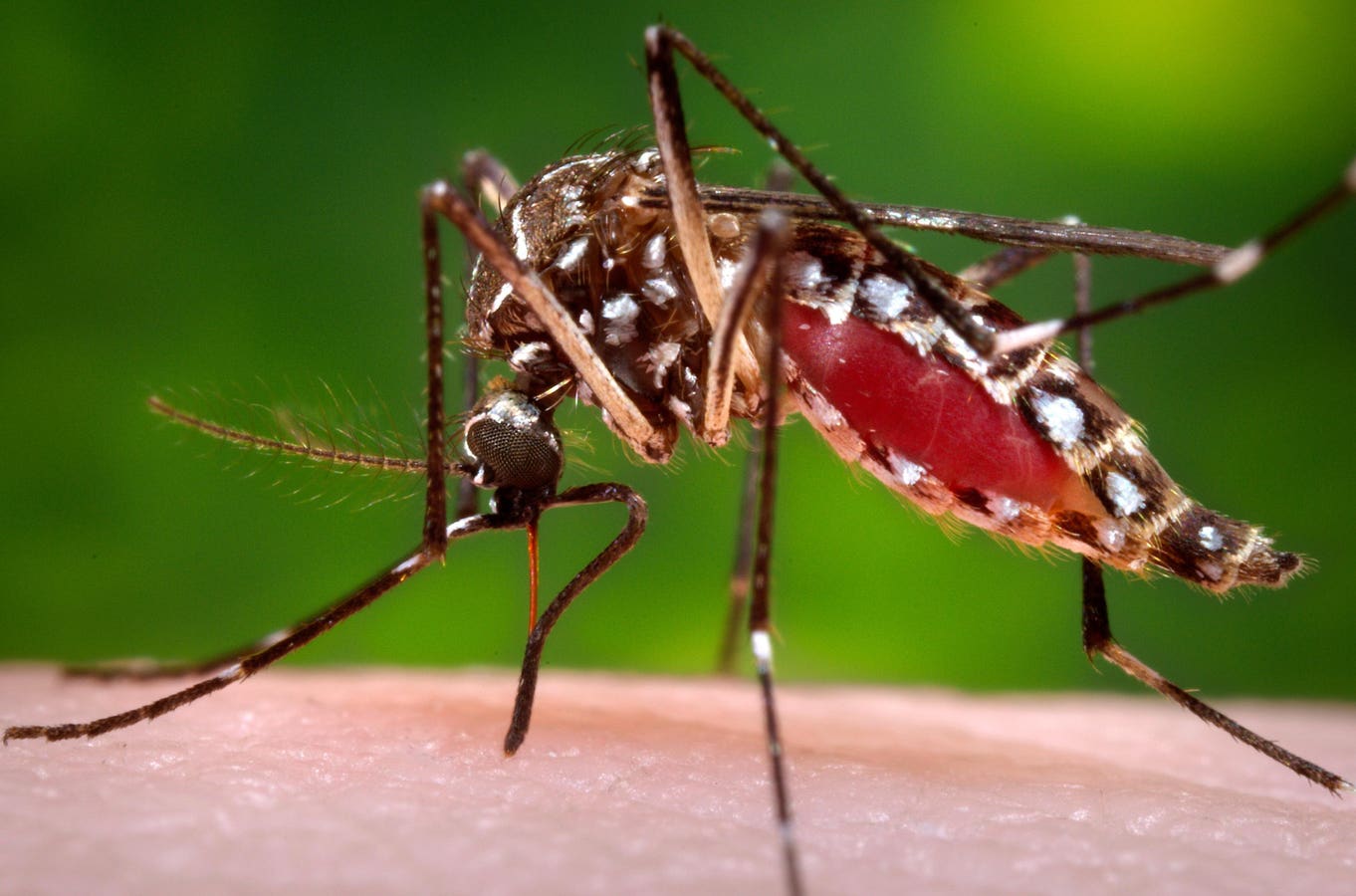 Are Mosquito-Borne Viruses Becoming More Common and Severe? A Clinical Virologist Explains