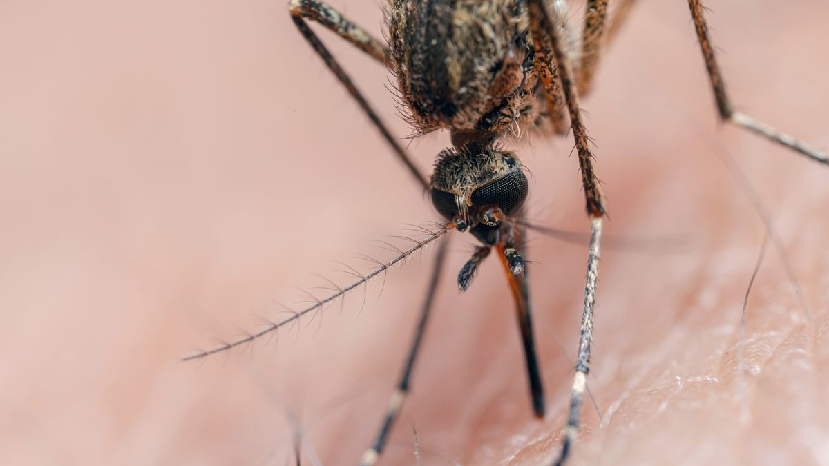 Deadly 'triple E' kills New Hampshire man — what is eastern equine encephalitis?