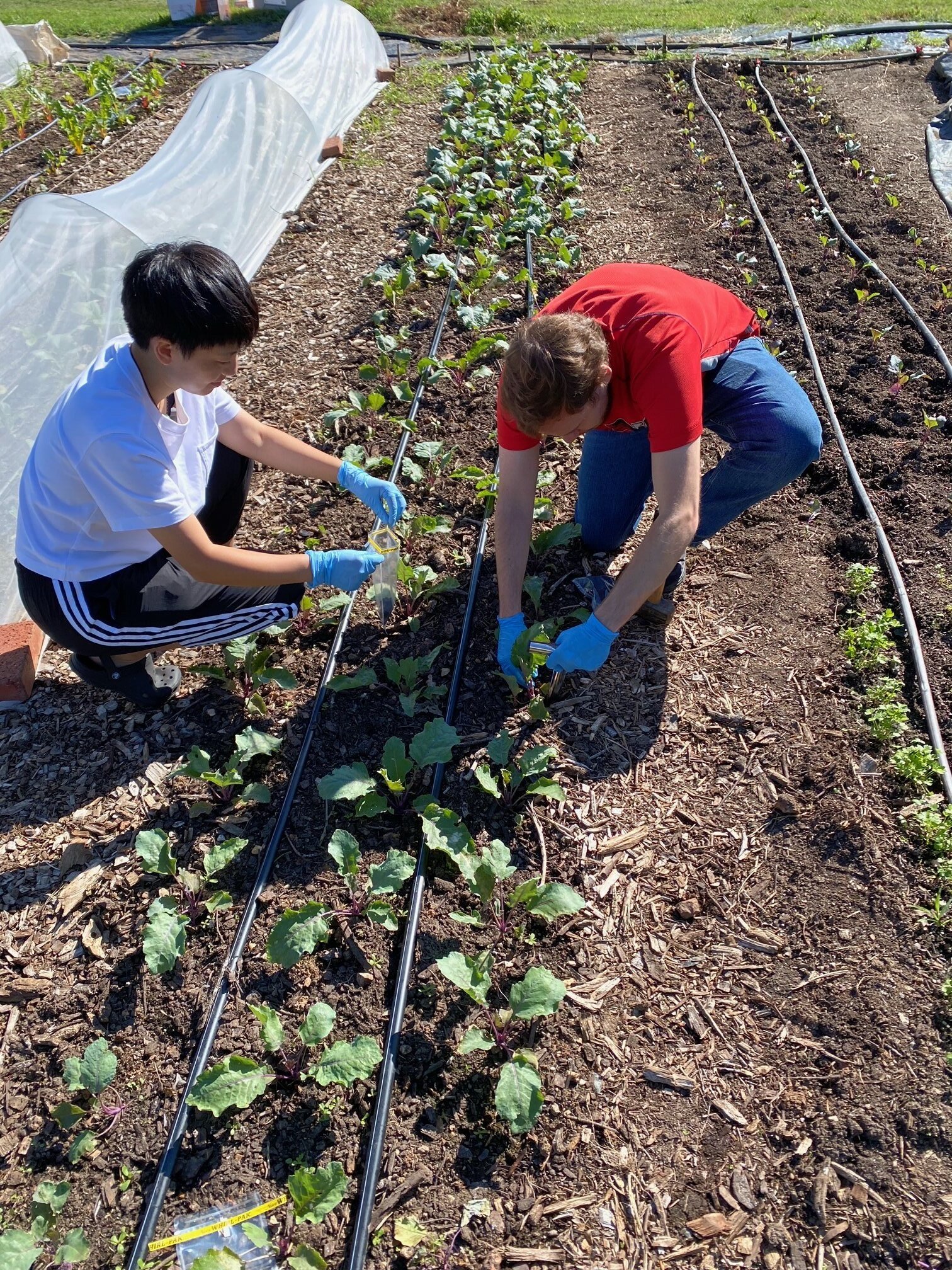 Could manure and compost act like probiotics, reducing antibiotic resistance in urban soils?