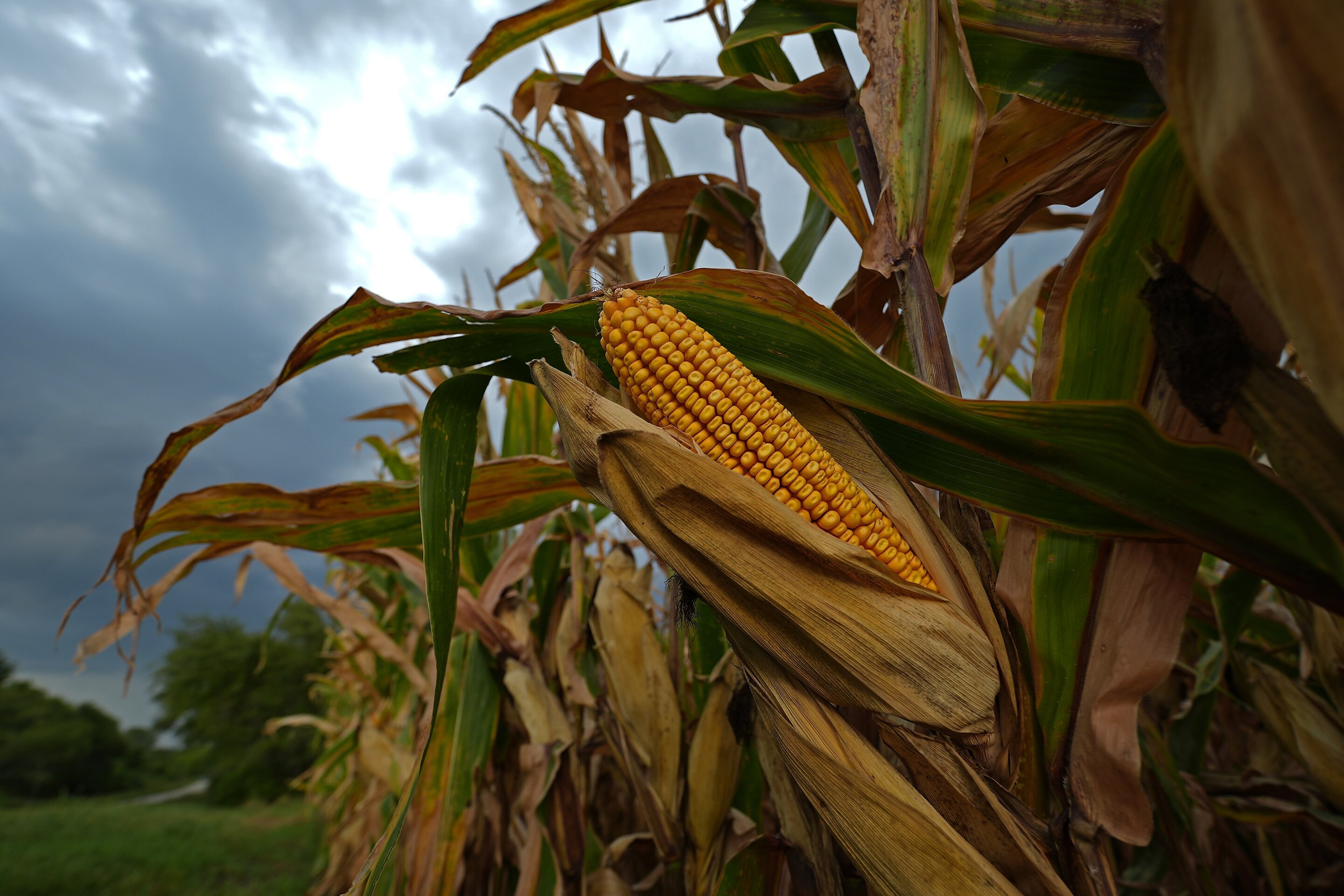 Sweaty corn is making it even more humid