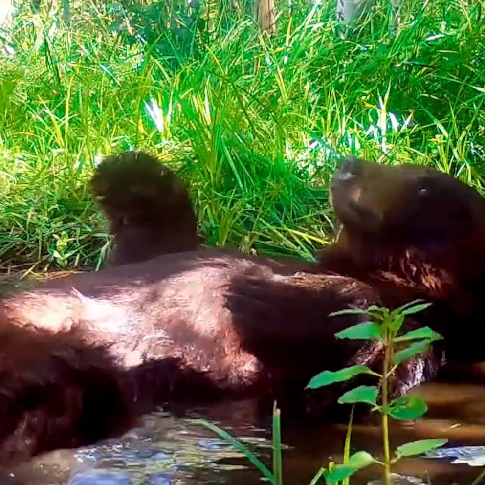 WATCH: Relaxed bear has fun splashing around in a pond