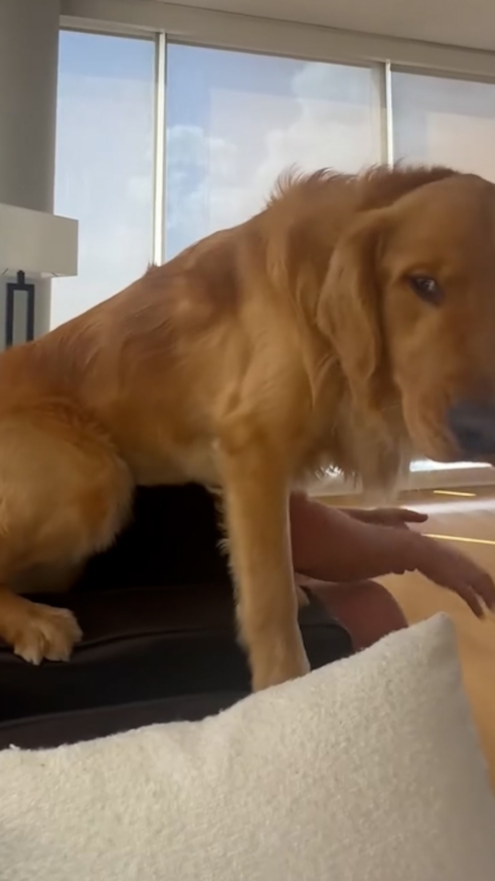 WATCH: This golden retriever does the most adorable thing to sit in between his owners