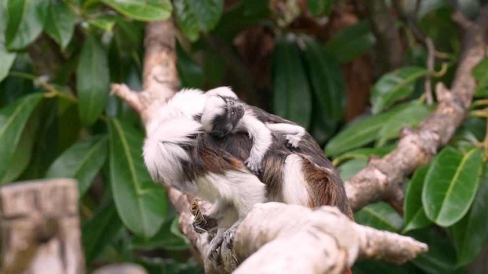 WATCH: 'Exceptionally rare' tamarin monkeys born at England zoo