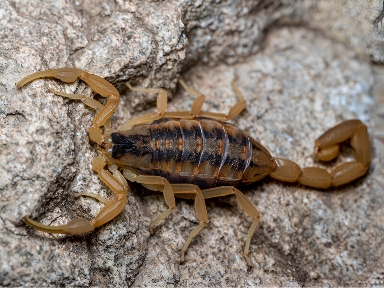 Genomic research focuses on medical potential for scorpion venom