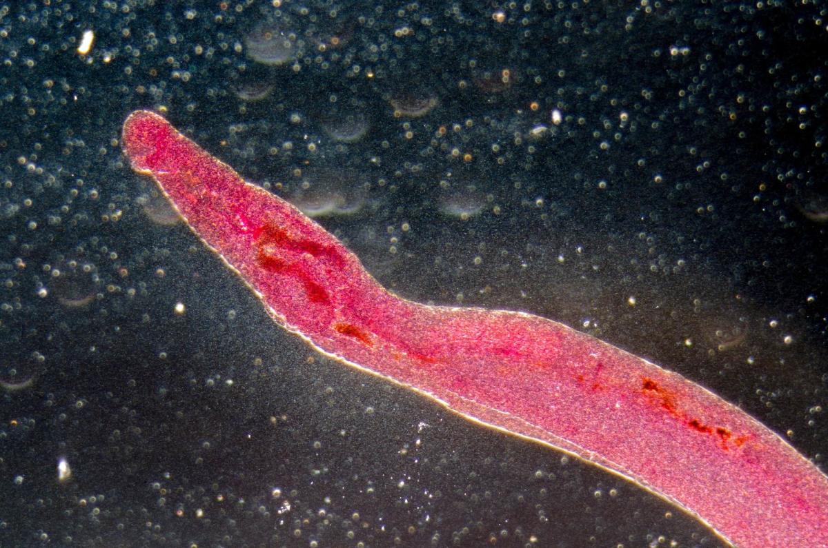 Scientists raise concerns as extreme conditions threaten efforts to fight parasitic disease: 'Understanding these changes is a necessary area of science for the control of the disease in the future'