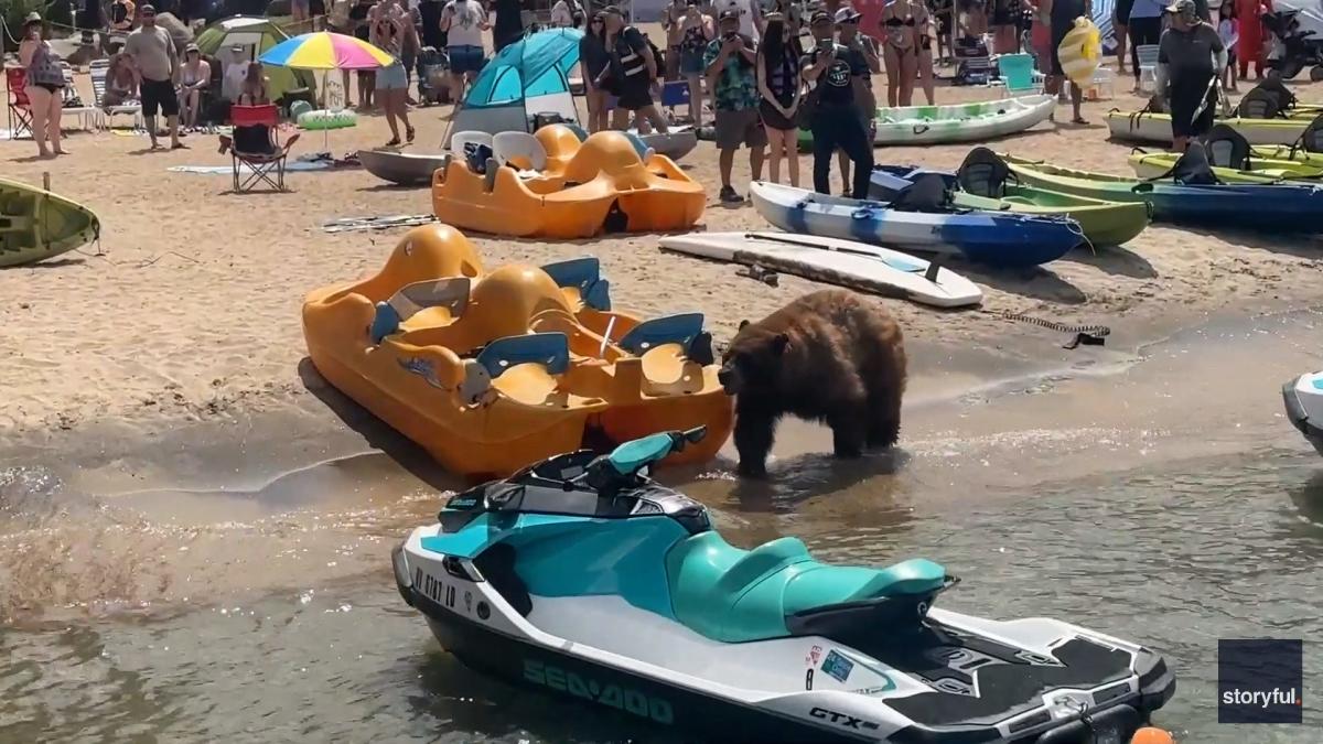 Video captures big black bear's casual stroll across crowded California beach