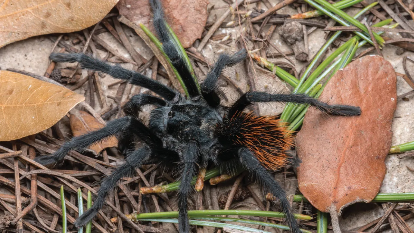 Nova tarântula com traseira laranja é descoberta no Arizona