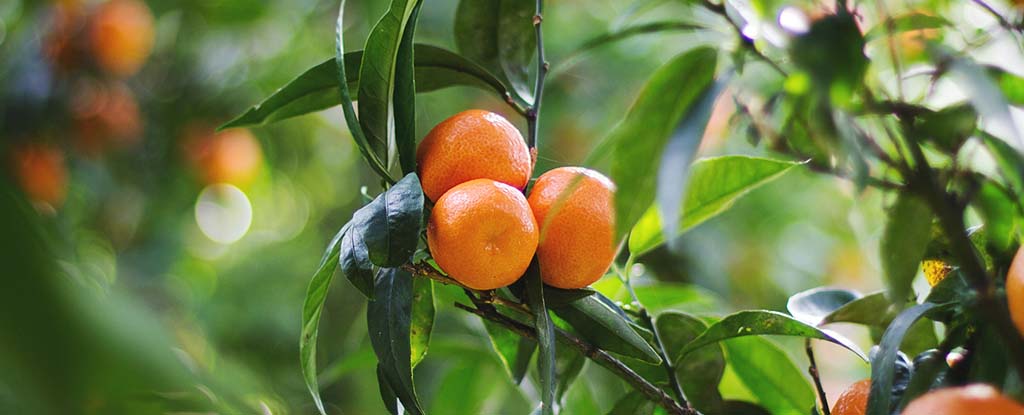 This Disease Is Wreaking Havoc on Citrus Fruit – And It's Spreading Worldwide