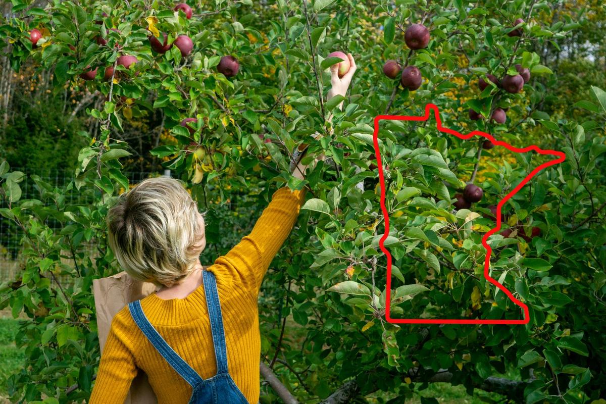 10 Commandments of Apple Picking in Minnesota