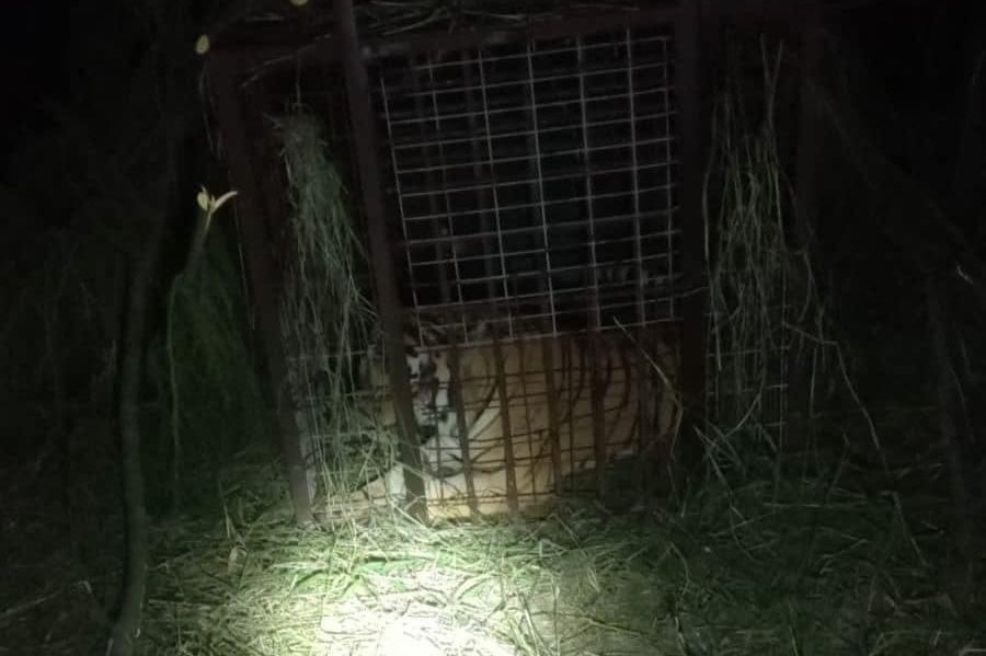 Escaped tiger captured after prompting warnings in south Texas