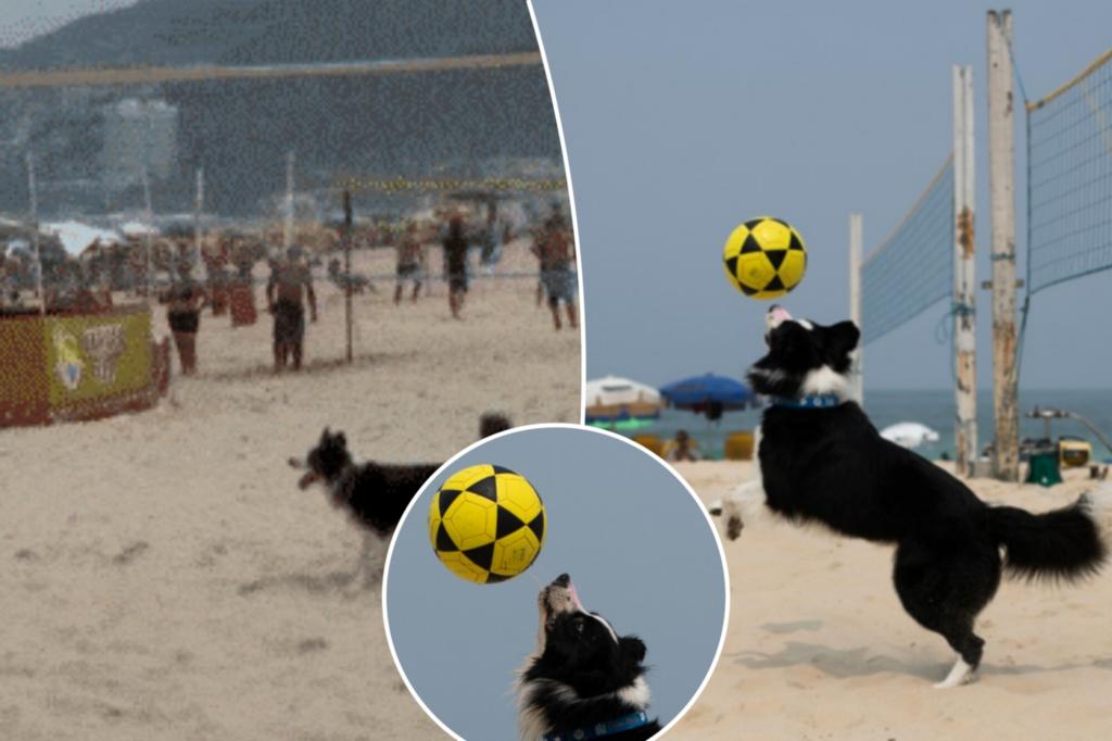 Brazil's latest sports star is a dog who mastered footvolley