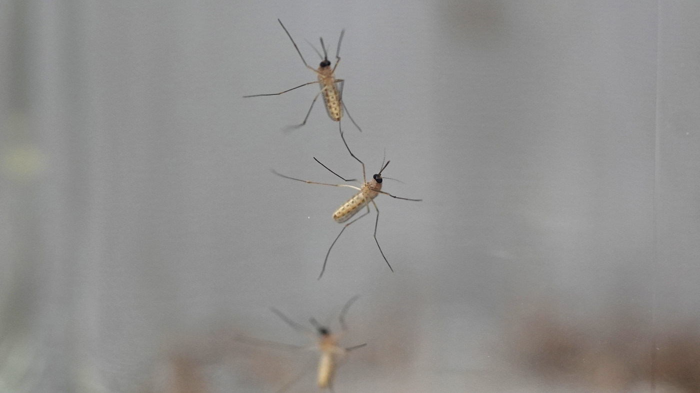 A Massachusetts town closes its parks to stop a mosquito-borne disease from spreading