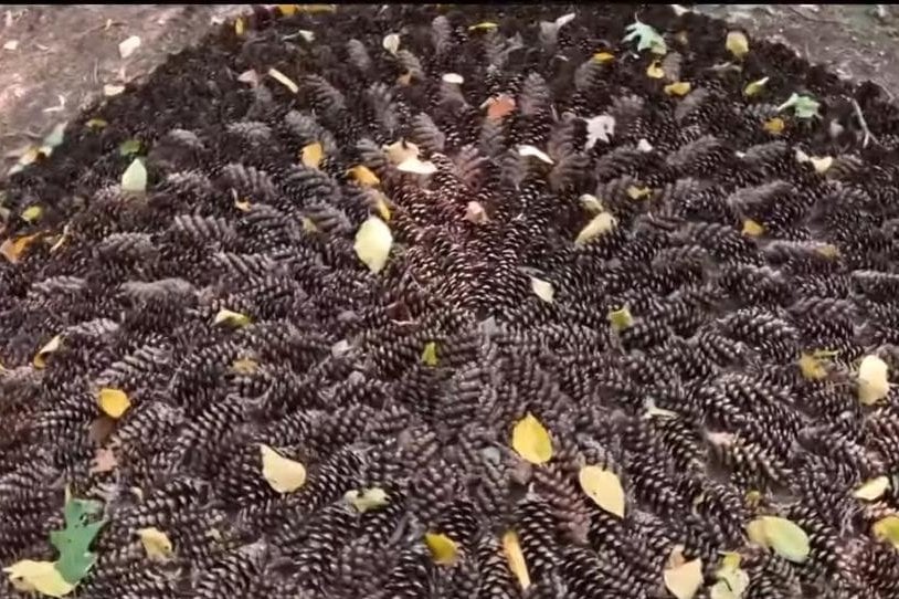 Watch: Massachusetts woman finds mysterious pinecone art in the woods