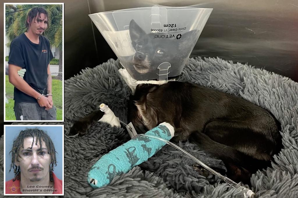 Nutjob throws his pet Chihuahua off balcony 'like a football,' photos show sad pooch in animal hospital