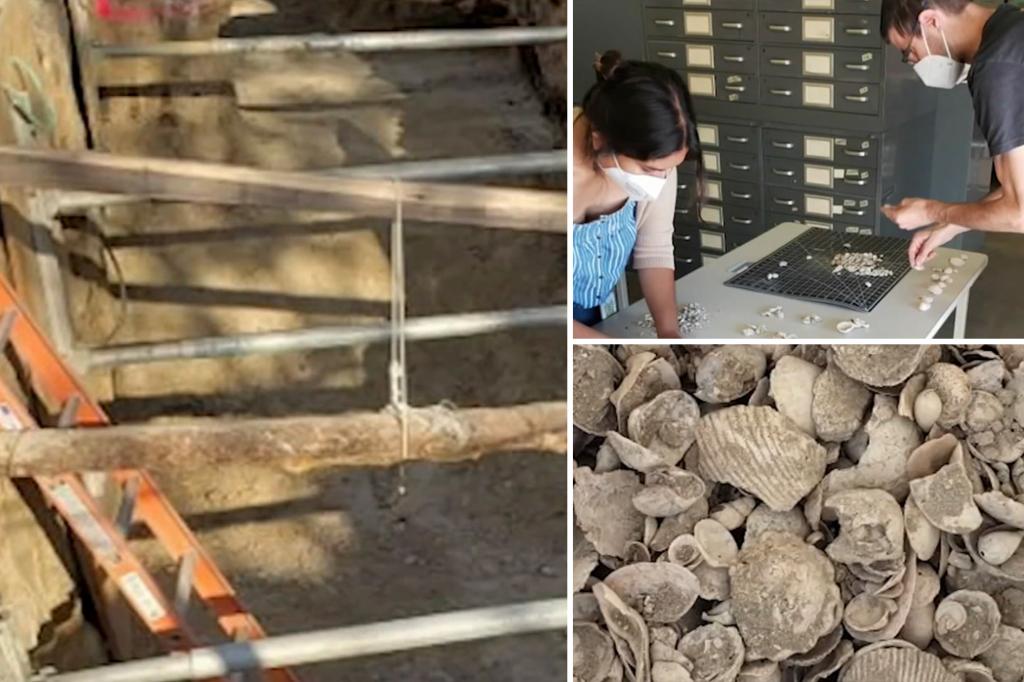 Millions of fossils recovered beneath a California school