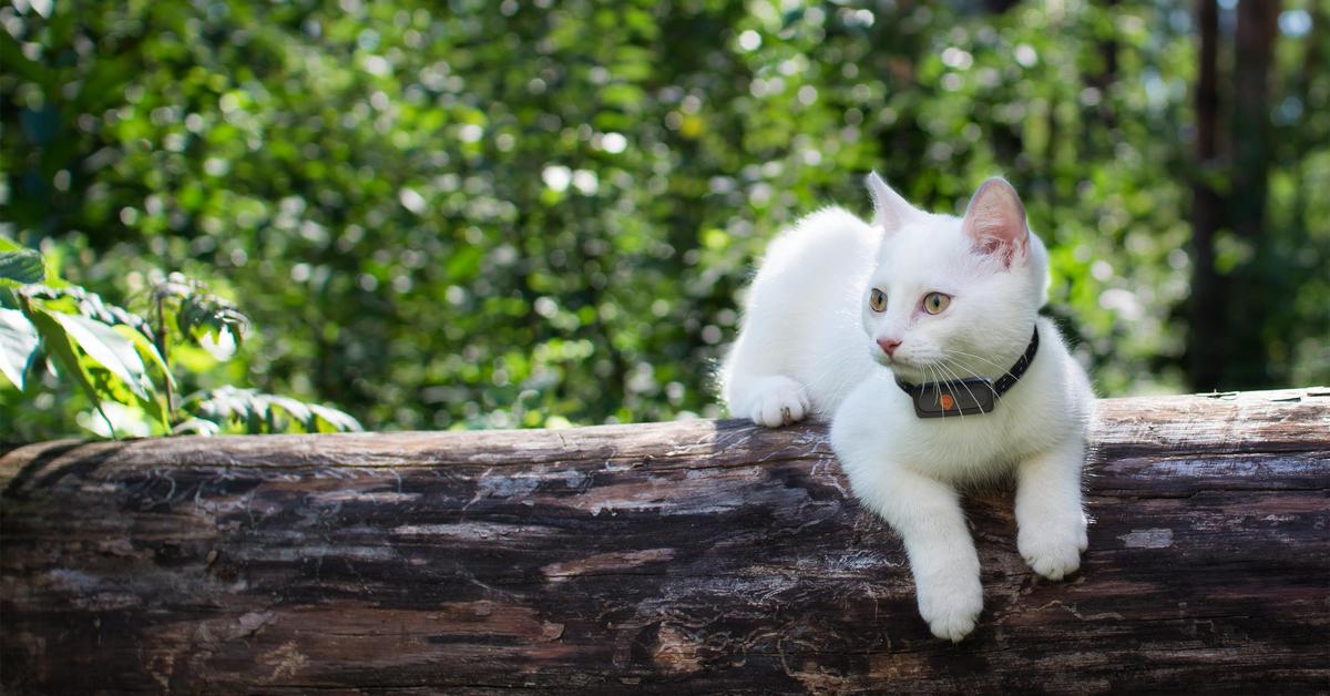 Republikaner fluten das Netz mit Katzen- und Entenbildern