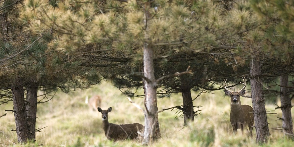 More deer may be seen during upcoming hunting season