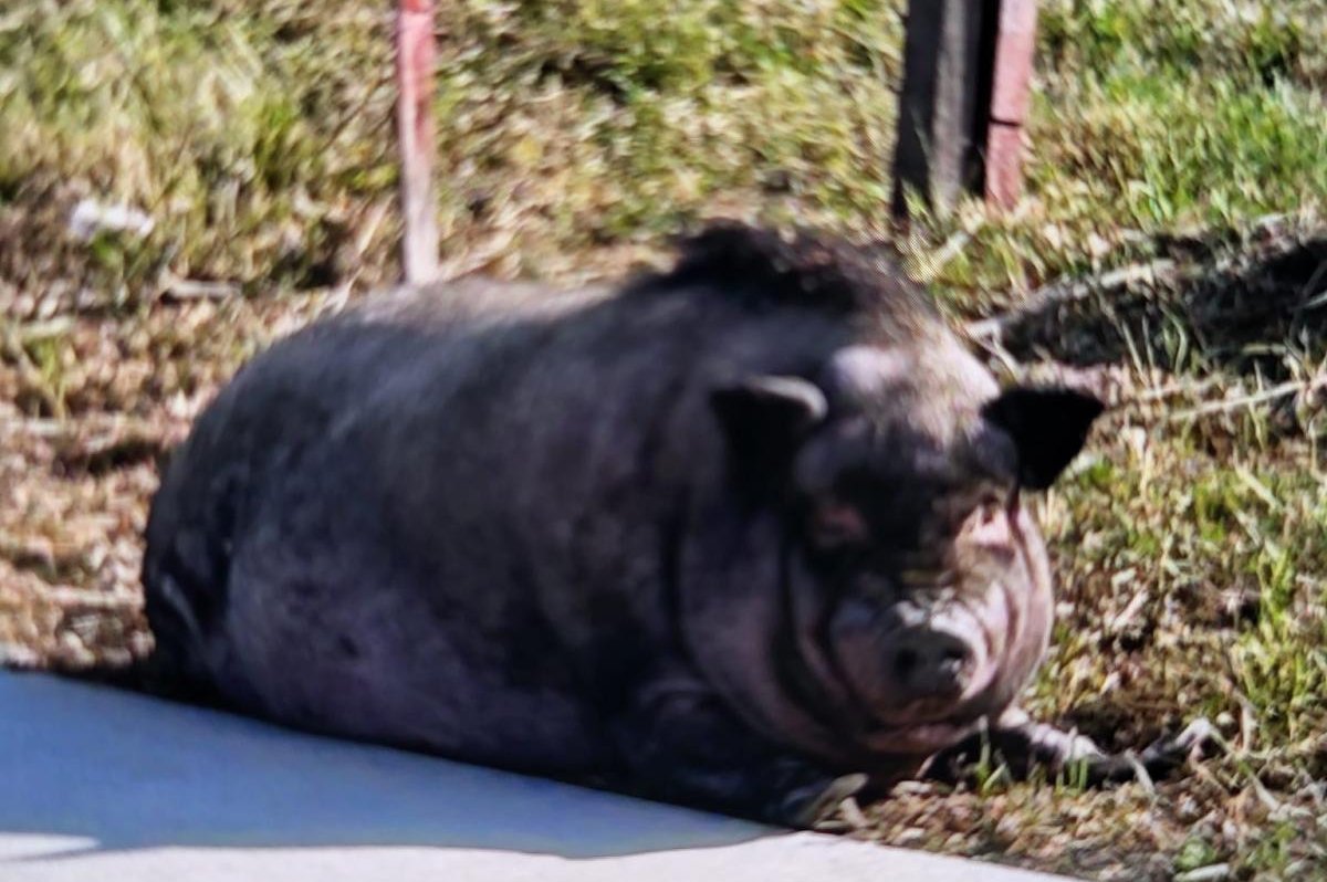 Loose pig found wandering in Wisconsin city