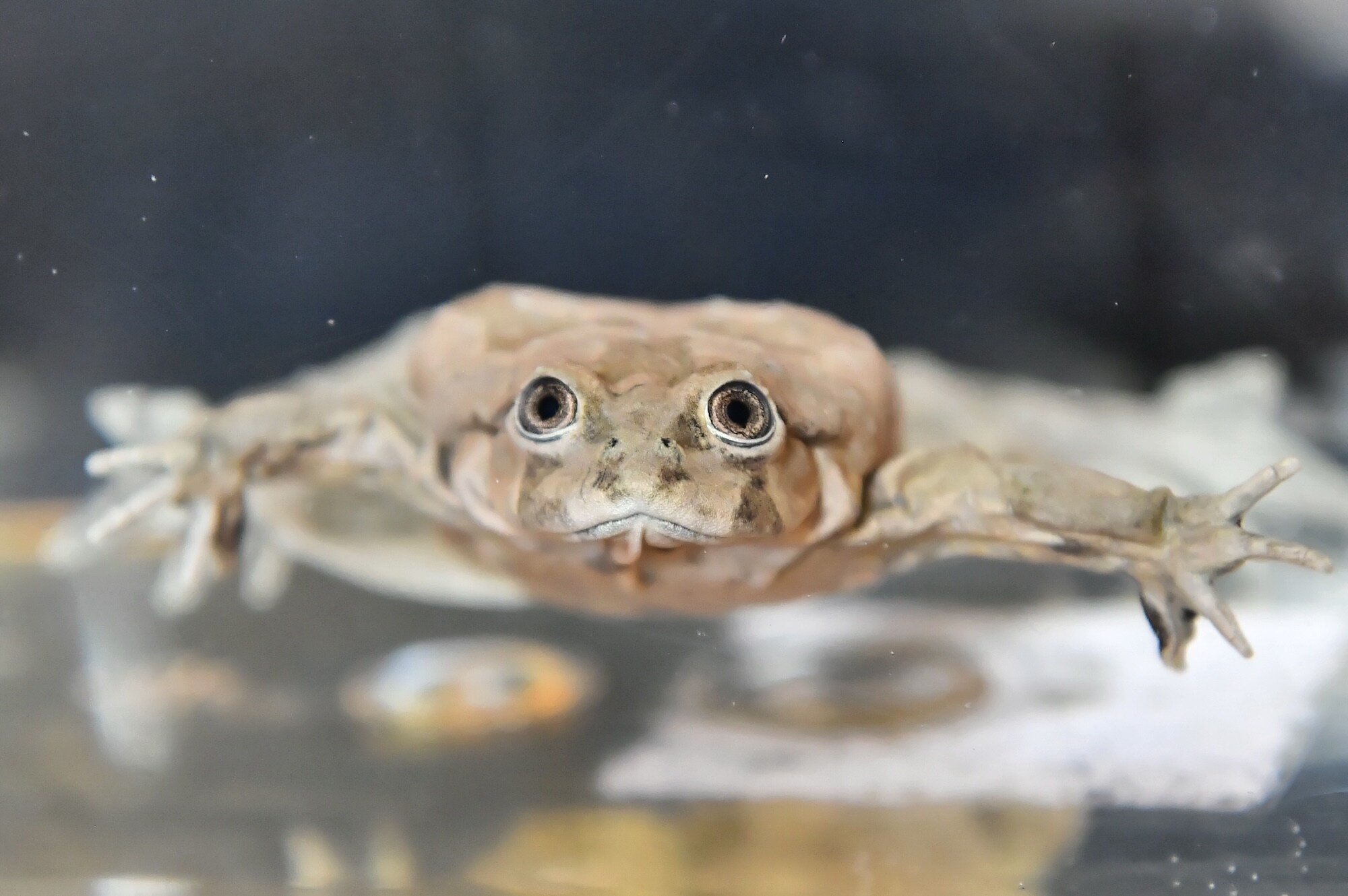 Peru seizes box of frogs used as 'the viagra of the incas'. Suspects expected to get a stiff sentence [Strange]