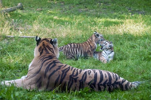 Pair of rare Amur tiger cubs debuting at Minnesota Zoo are raising hopes for the endangered species