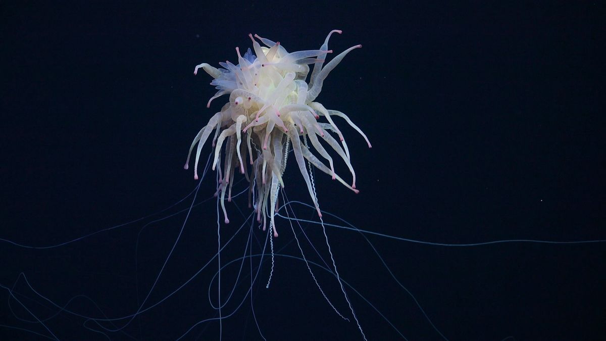 Watch 'spaghetti monster' with dozens of pink-tipped sausage legs swimming near Nazca Ridge