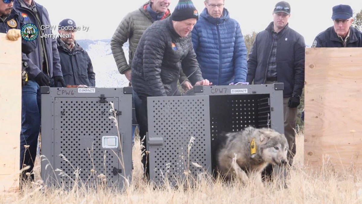 Wolf found dead in Grand County is third reintroduced wolf to die in Colorado