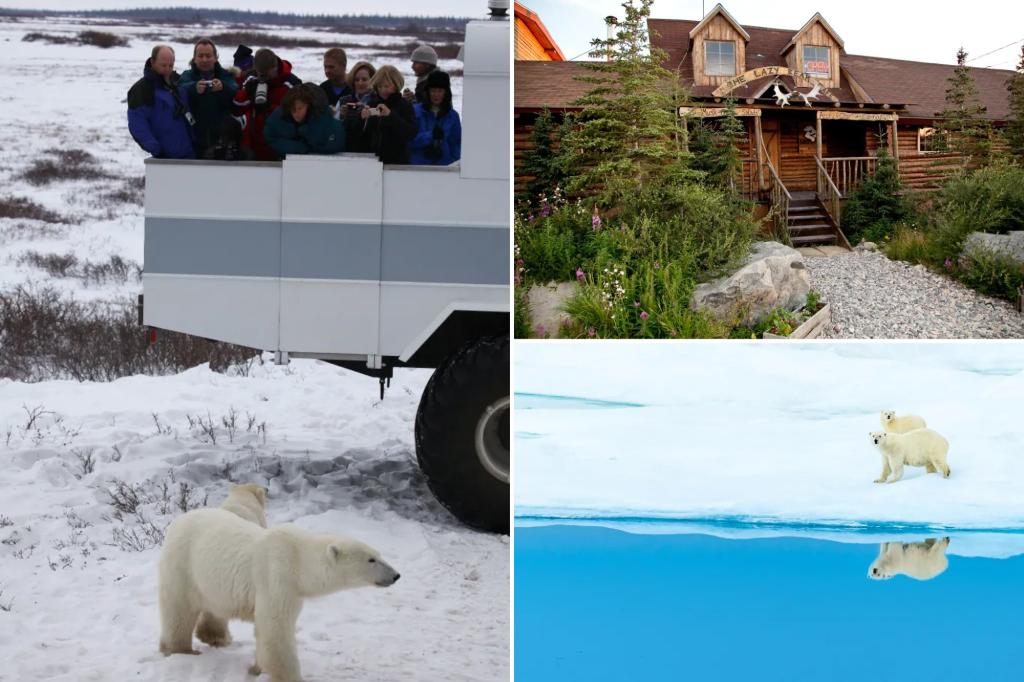 Why polar bear safaris are booming across northern Canada