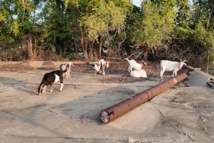 Mystery goats rounded up after weeks on the loose in Mo.