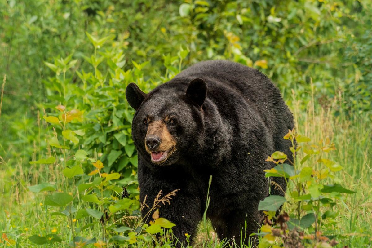 Minnesota Bear Harvest Numbers Are Big So Far