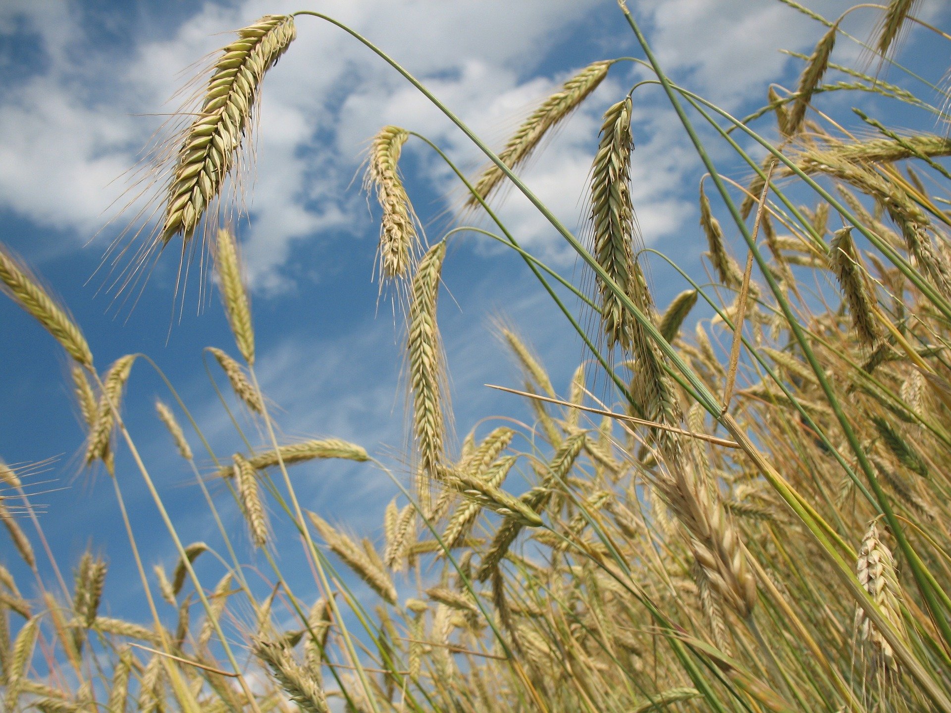 The promise of summer wheat in Zimbabwe