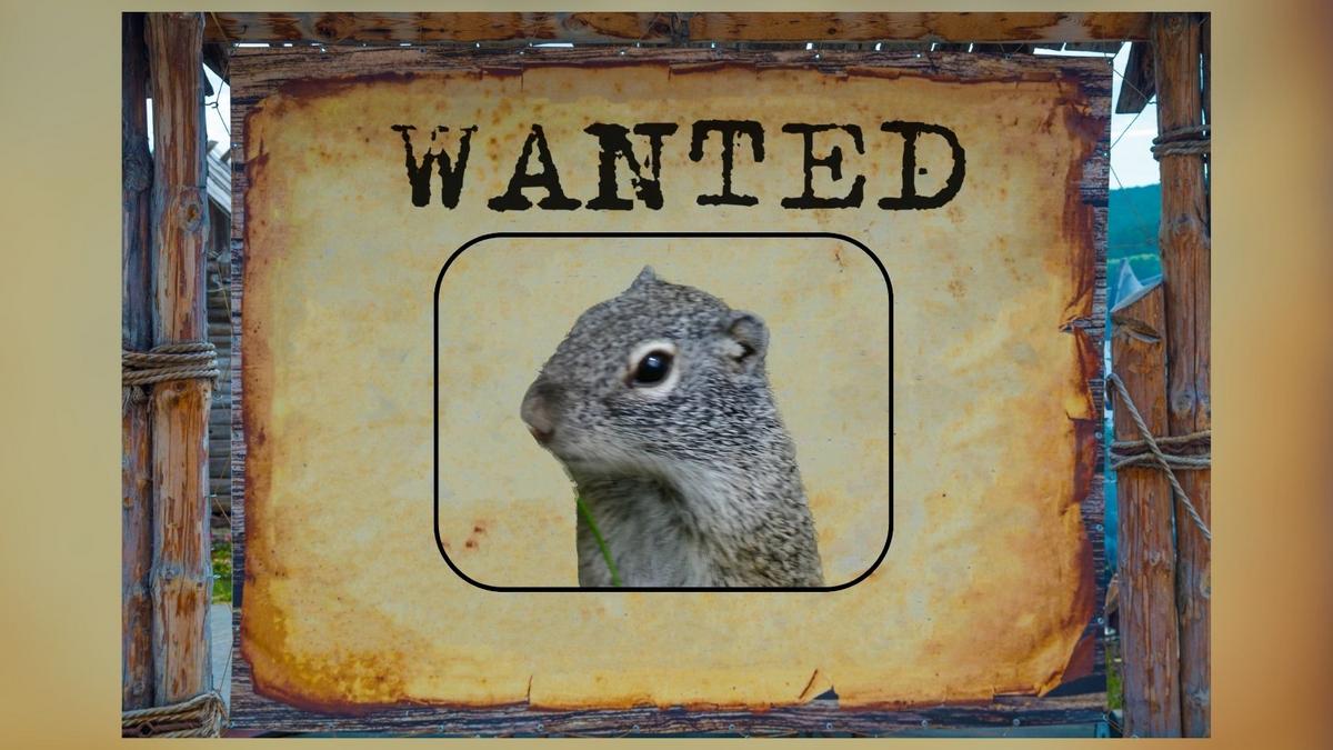 If You See This Mammal In Wisconsin, Notify The DNR Immediately