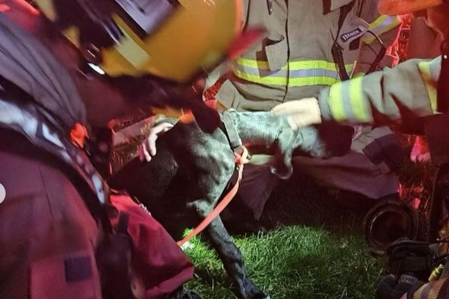 Firefighters give lifesaving CPR to dog rescued from a cooking blaze