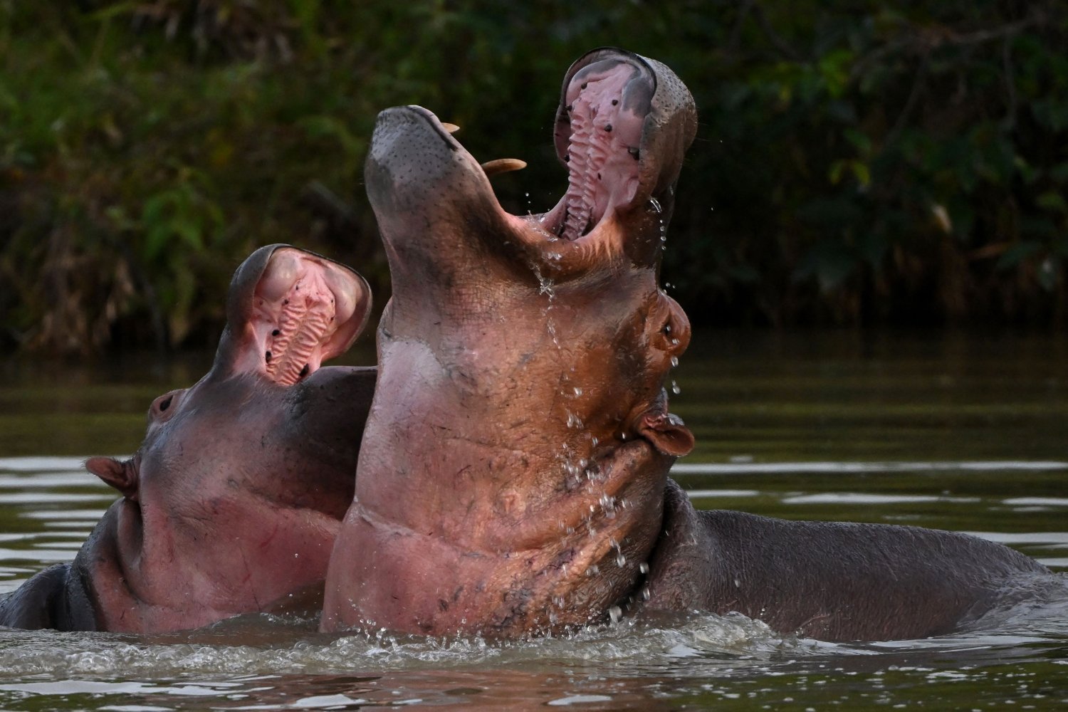 Colombian Court Orders Culling of Pablo Escobar’s Hippos