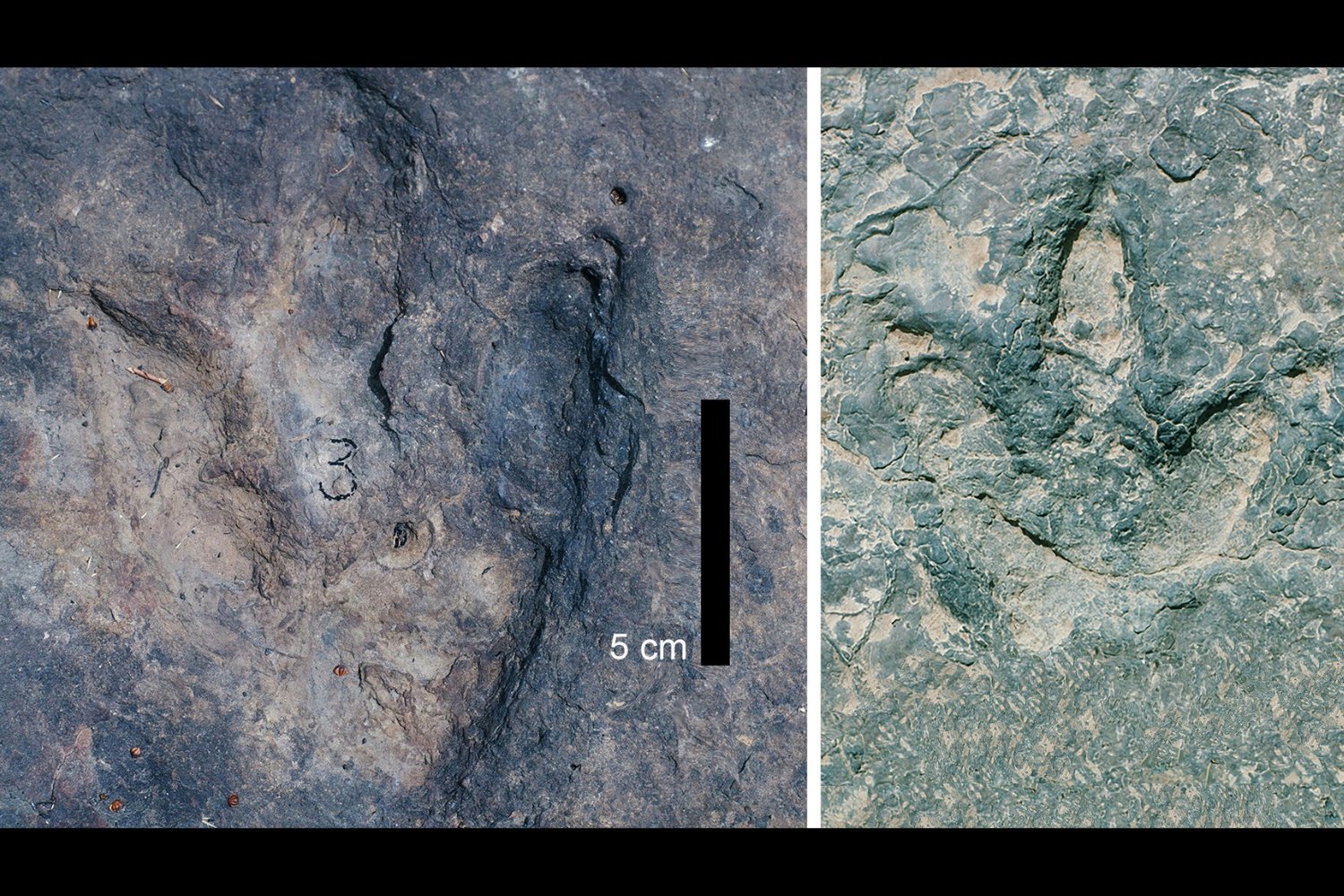 Dinosaur Footprints on Either Side of the Atlantic Are Matching Sets