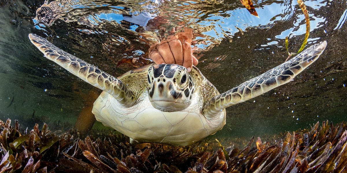 Photos from the Ocean Photographer of the Year awards show the beauty and fragility of underwater wildlife