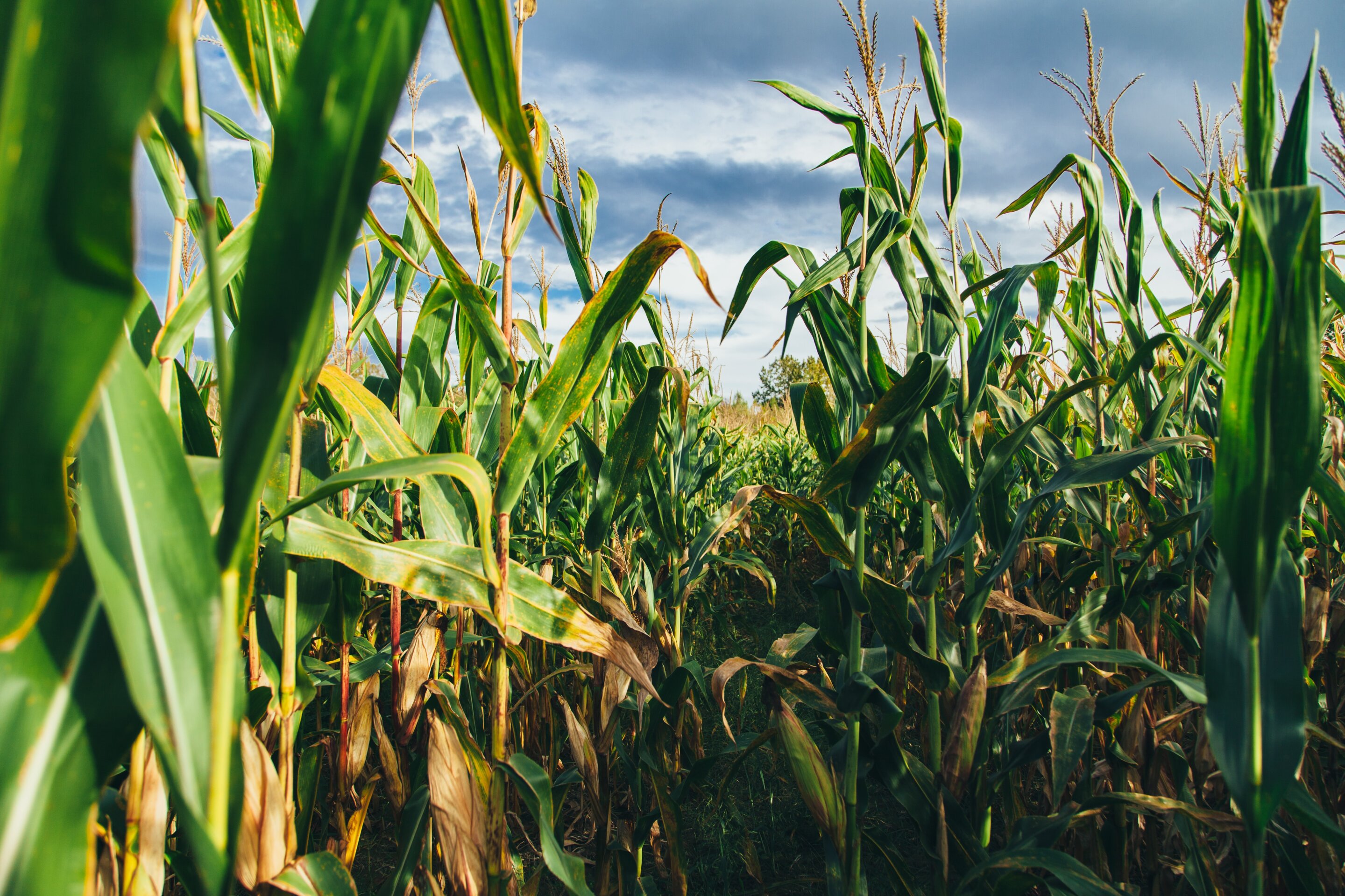 The legacy of corn nitrogen fertilizer: Study shows lengthy impact in tile drained systems